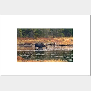 Moose - Algonquin Park, Canada Posters and Art